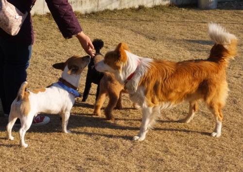 2014_123012-23チャッピーシェリー