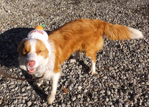 2014_122812-22餅シェリー