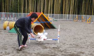 2014_122012-17アムル１