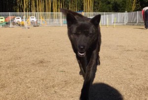 2014_122612-20さくら