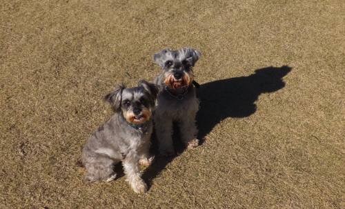 2014_120312-2シュート茶々