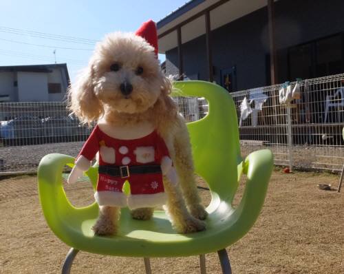 2014_120812-6フウサンタ