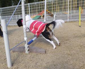 2014_121512-13あられ２