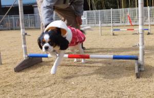 2014_121512-13あられ１