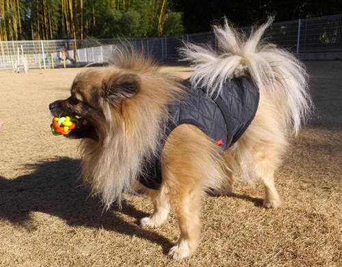 2014_122212-17ポンキチ