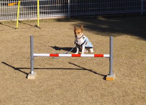 2014_122312-18チャッピー