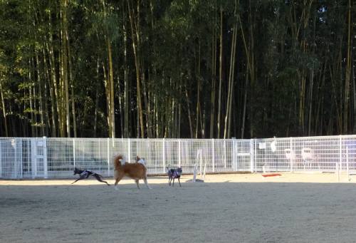 2014_122712-21三匹