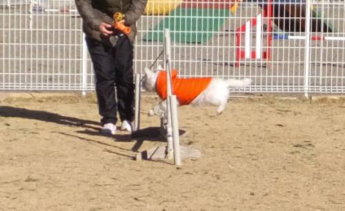 2015_01141-13ももちゃん