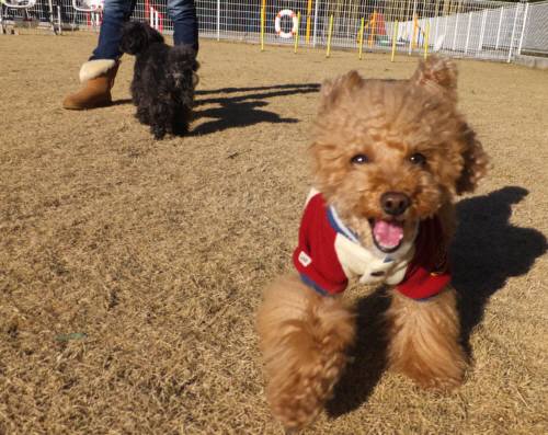 2015_01131-12ハルトカイト