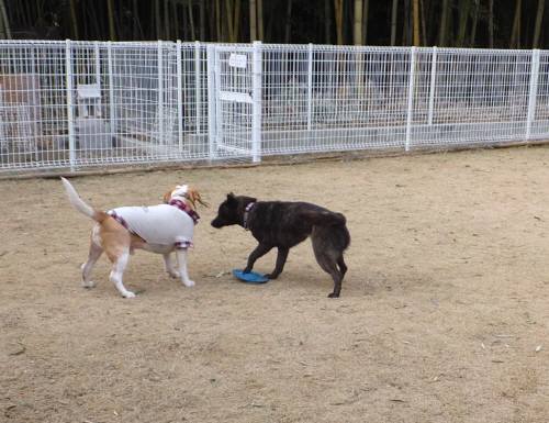 2015_010212-24むさしさくら