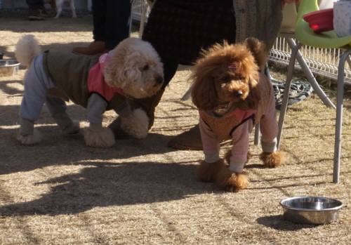 2015_01121-11リクセナ