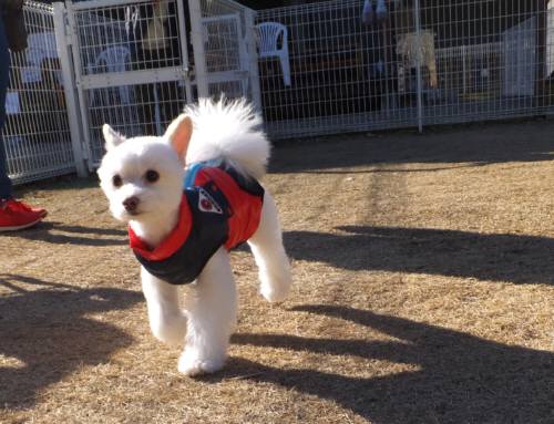 2015_01131-12こうすけ