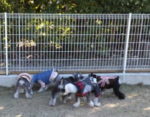 2015_01181-17シュナ４