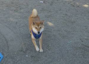 2015_01071-7けんた