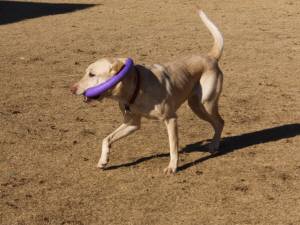 2015_01091-8なっつヨコ