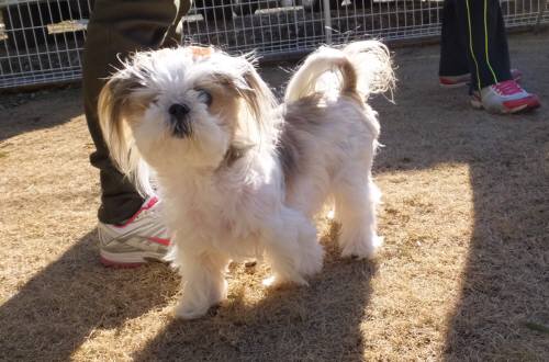 2015_01181-17ランちゃん