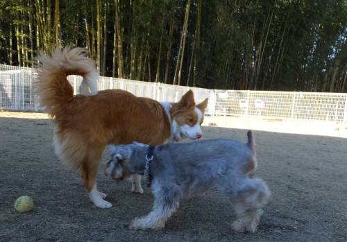 2015_01071-7シェリーシュート