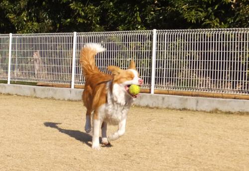 2015_01041-3シェリー