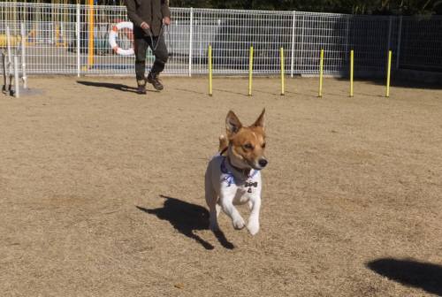 2015_010212-24チャッピー