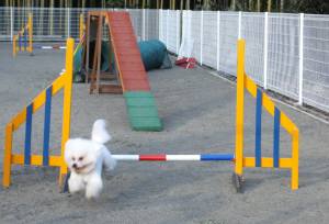 2015_01111-10アムル２