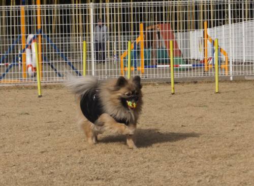 2015_01141-13ぽんちゃん