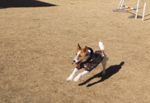 2015_01121-11リュウ