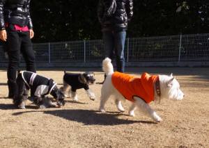 2015_01071-7モモクレアルネア