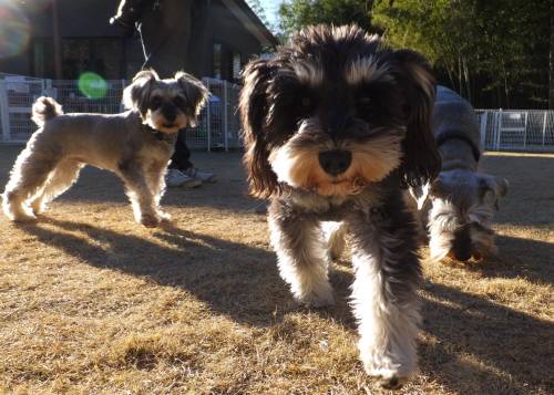 2015_01071-7シュナ三匹