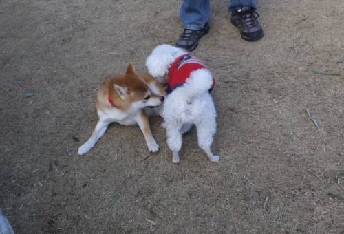 2015_01101-9愛タッキー