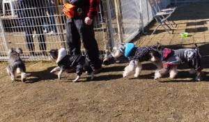 2015_01181-17シュナ１０