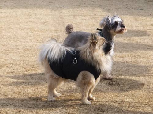 2015_01211-20茶々ポン