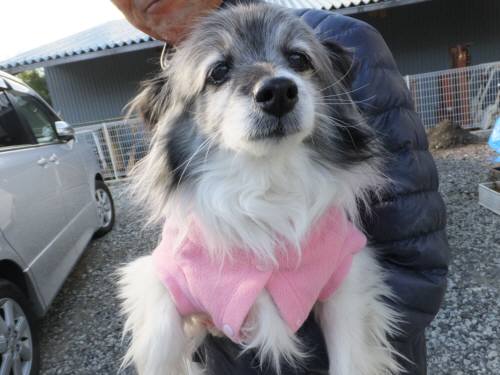 2015_01121-11ラッピー