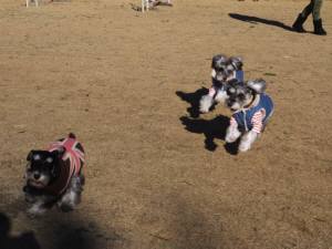 2015_01181-17シュナ１