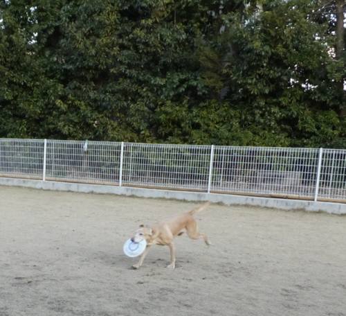 2015_01111-10アレックス２