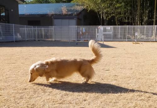 2015_01031-2はなちゃん