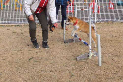 2015_01171-16愛ジャンプ