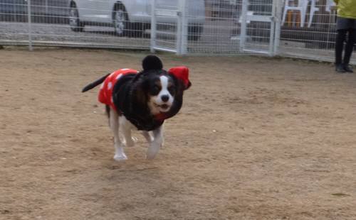 2015_01111-10ベリー