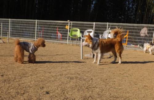 2015_01201-19ハルシェリ