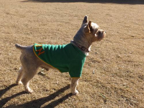 2015_01031-2シンちゃん