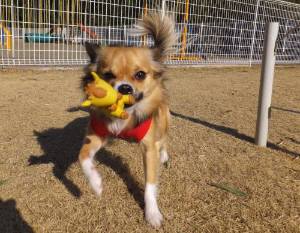 2015_01041-3りんどう