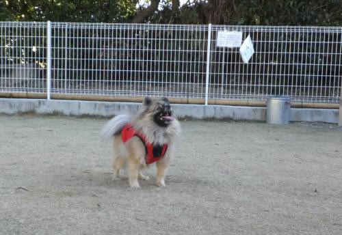 2015_01071-7ぽんちゃん