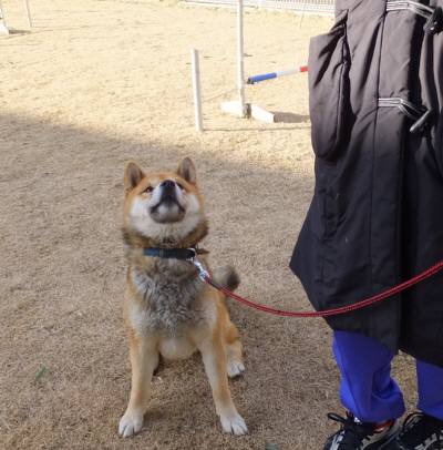 2015_01171-16茶太郎