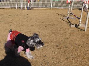 2015_01181-17シュナ９