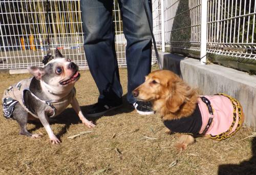 2015_01181-17ベイビーマリリン