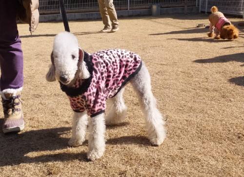 2015_01121-11フィオーレ