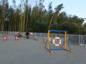 2015_01111-10アムル１