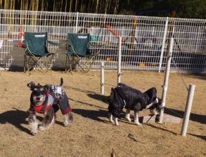 2015_01181-17シュナ５