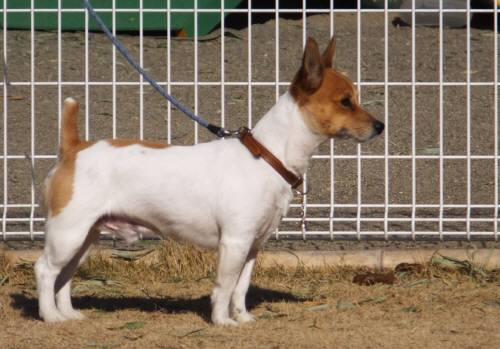 2015_01111-10チャッピー