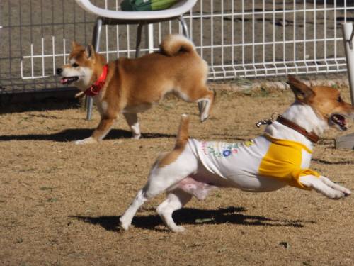 2015_01121-11愛チャッピー