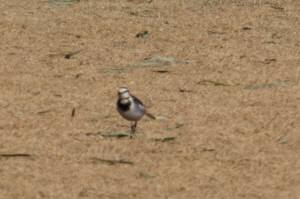 2015_01141-13セキレイ